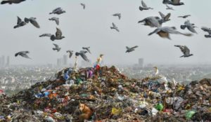 Landfill Surrounded By Seagulls
